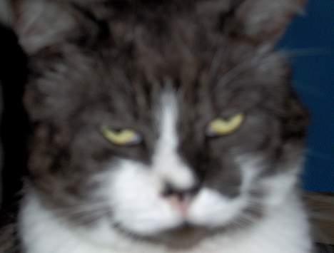 Huskat Bamse *død 14/9-2010* - Her er jeg så.. billede 1