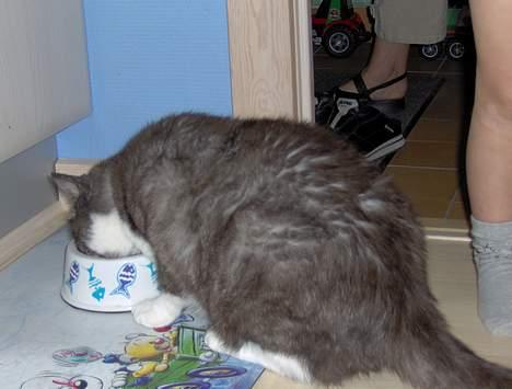 Huskat Bamse *død 14/9-2010* - Spiser :-D billede 2
