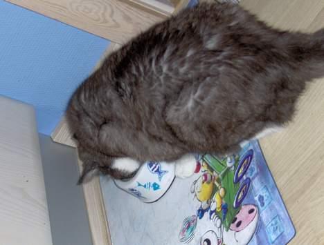 Huskat Bamse *død 14/9-2010* - Spiser igen...  billede 3