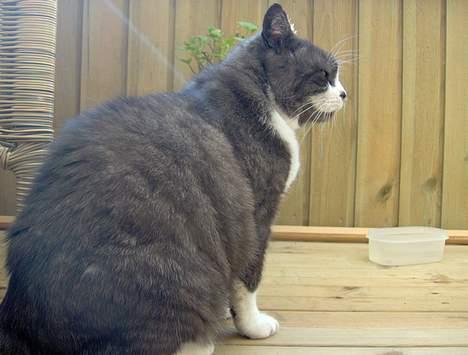 Huskat Bamse *død 14/9-2010* - Sidder lige her... billede 4