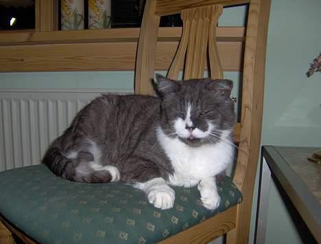 Huskat Bamse *død 14/9-2010* - Ligger her...  billede 5