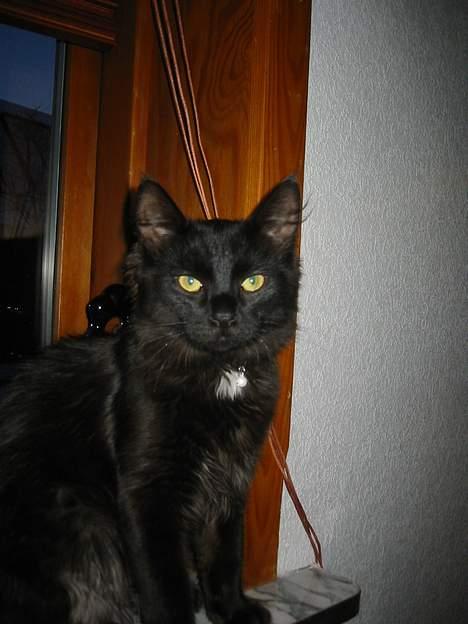 Norsk Skovkat Oliver billede 8