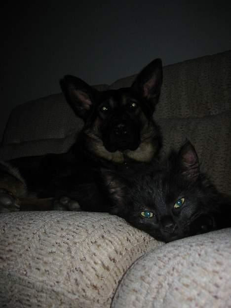 Norsk Skovkat Oliver - er jeg ikke lækker billede 9