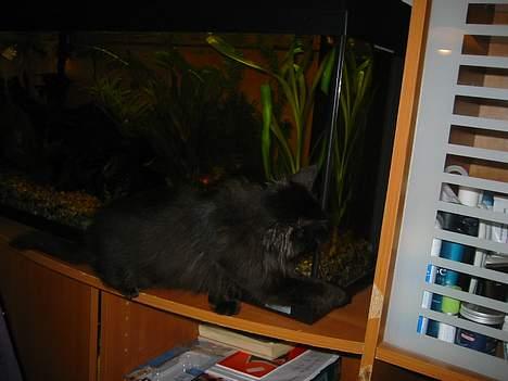 Norsk Skovkat Oliver - kan jeg tage dem heromme billede 10