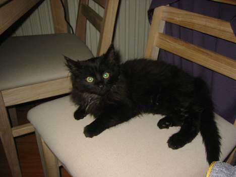 Norsk Skovkat Oliver billede 11