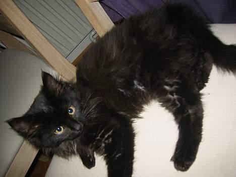 Norsk Skovkat Oliver billede 12