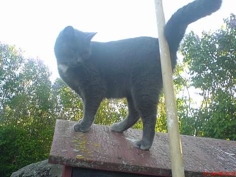 Huskat Magnus Olsen billede 12