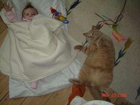 British Shorthair Kasae's Donnovan - Hvem af os er sødest. Josephine eller mig?? billede 13