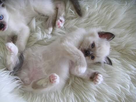 Hellig Birma Mr. Egyptian King Emil billede 13