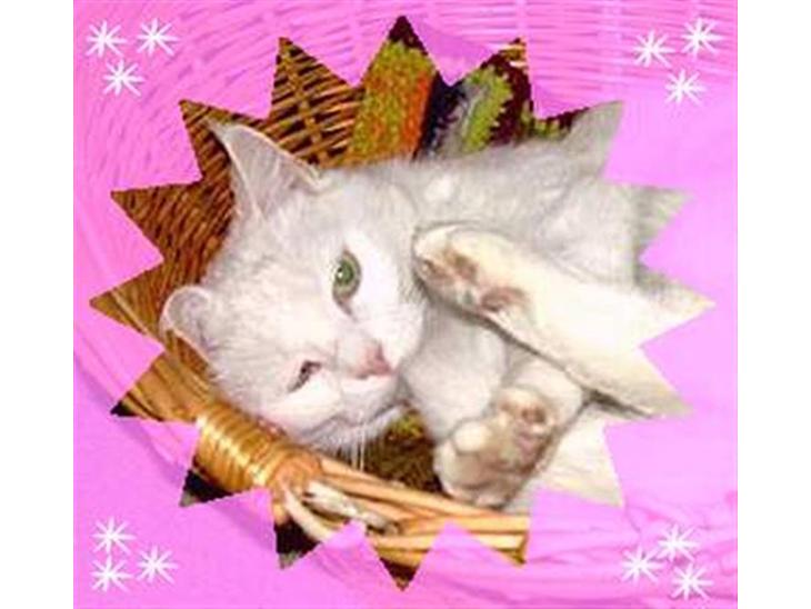 Blanding af racer Muggi(R.I.P) - Her ligger Muggi i sin kurv, hun bor ved min mor ! Det er Camilla E som har lavet billedet billede 1