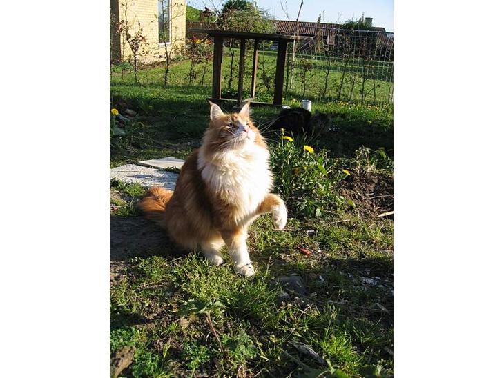 Maine Coon Type 0 negative  - Må hellere tage mig godt ud på billederne... billede 1