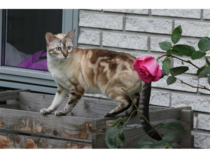 Bengal  Sesse *IP* - Er jeg ikke bare blevet en flot ung dame... billede 1