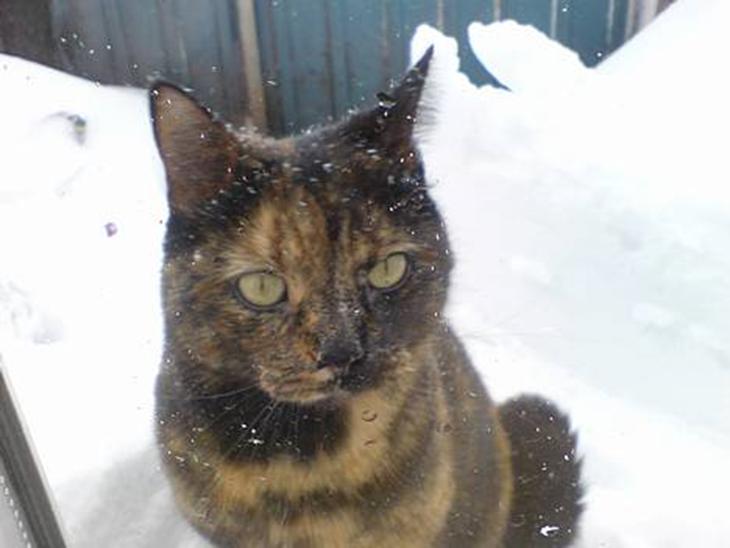 Huskat Gaia - Vinter-tigeren (23 feb. 2007) billede 1