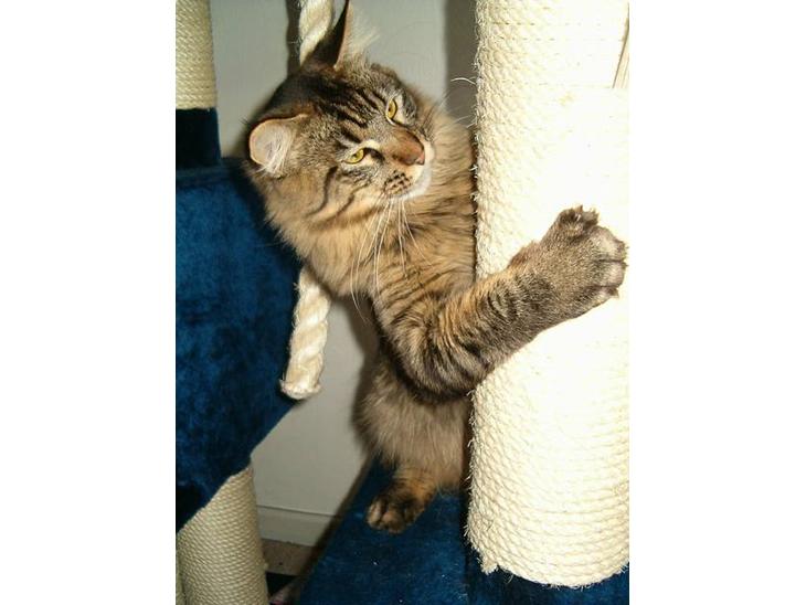 Maine Coon Tazz Tilbage ved ejer billede 1