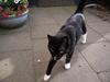 Huskat Figaro (Figge)