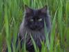 Maine Coon Pepzi