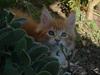 Maine Coon Aslan