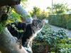 Maine Coon DaCapo