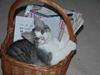 Huskat Fut