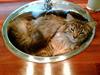 Maine Coon Malou