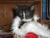 Huskat LillePer-Junior Mussen