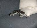 British Shorthair King Simba