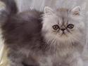 Perser Well-Done´s Sofus
