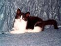 Blanding af racer "Amalie"
