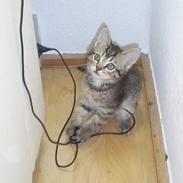 Blanding af racer ¤Maja¤