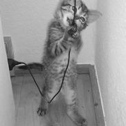 Blanding af racer ¤Maja¤