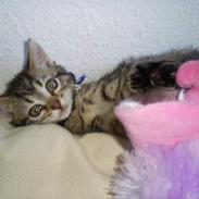 Blanding af racer ¤Maja¤