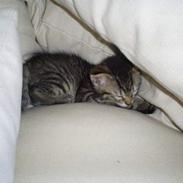 Blanding af racer ¤Maja¤