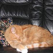 Blanding af racer Garfield    R.I.P.