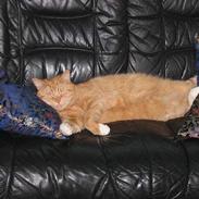 Blanding af racer Garfield    R.I.P.