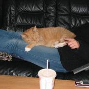 Blanding af racer Garfield    R.I.P.