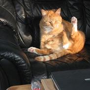 Blanding af racer Garfield    R.I.P.