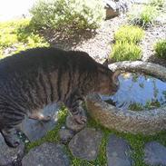 Blanding af racer Lille mis :) 