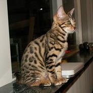 Bengal Savannah