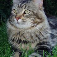 Maine Coon DK Lykkens Marcel