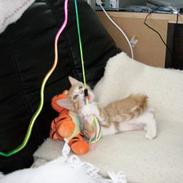 Huskat Tot