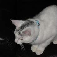 Huskat Oliver