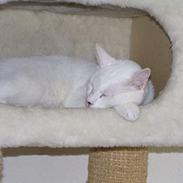 Blanding af racer Tarzan