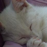 Blanding af racer Tarzan