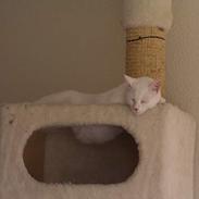 Blanding af racer Tarzan