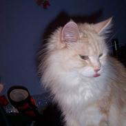 Maine Coon kiss mee