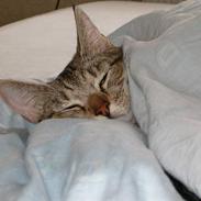 Huskat Stacy RIP 28/6-06