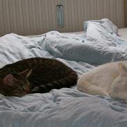 Huskat Stacy RIP 28/6-06