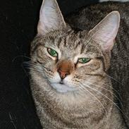 Huskat Stacy RIP 28/6-06