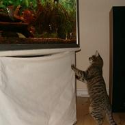 Huskat Stacy RIP 28/6-06