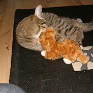 Huskat Stacy RIP 28/6-06